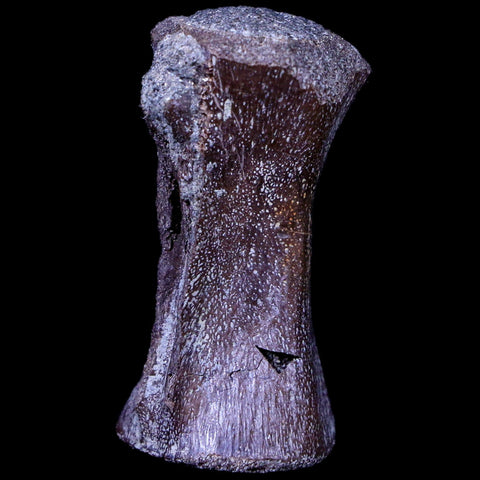 1.4" Crocodile Fossil Vertebrae Hell Creek FM North Dakota Cretaceous Dinosaur Age - Fossil Age Minerals