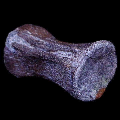 1.4" Crocodile Fossil Vertebrae Hell Creek FM North Dakota Cretaceous Dinosaur Age - Fossil Age Minerals
