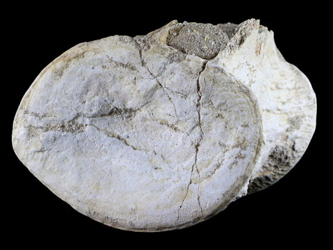 XL 4.2" Plesiosaur Fossil Vertebrae Cretaceous Dinosaur Era Morocco Zarafasaura COA - Fossil Age Minerals