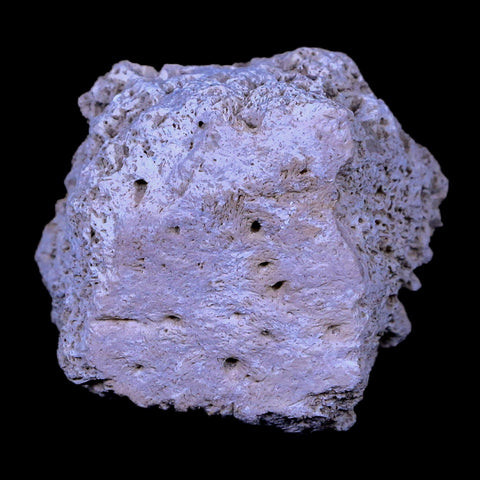 1.8" Glyptodon Fossil Osteoderm Scute Plate Bony Armor Pleistocene Age Uruguay COA - Fossil Age Minerals