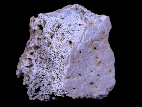1.8" Glyptodon Fossil Osteoderm Scute Plate Bony Armor Pleistocene Age Uruguay COA - Fossil Age Minerals