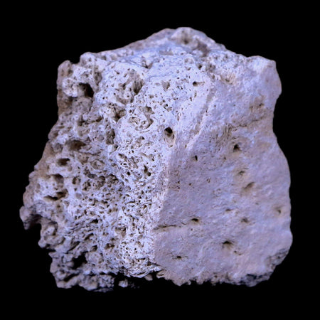 1.8" Glyptodon Fossil Osteoderm Scute Plate Bony Armor Pleistocene Age Uruguay COA