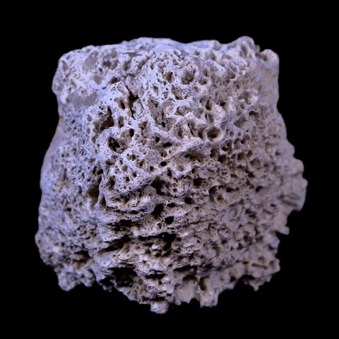 1.8" Glyptodon Fossil Osteoderm Scute Plate Bony Armor Pleistocene Age Uruguay COA - Fossil Age Minerals