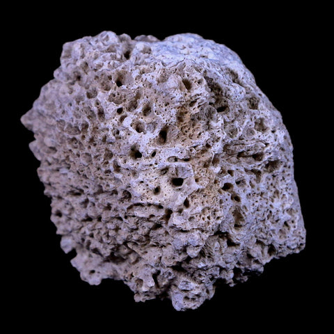 1.8" Glyptodon Fossil Osteoderm Scute Plate Bony Armor Pleistocene Age Uruguay COA - Fossil Age Minerals