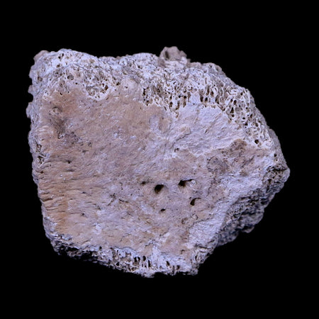 1.7" Glyptodon Fossil Osteoderm Scute Plate Bony Armor Pliocene Age Uruguay COA