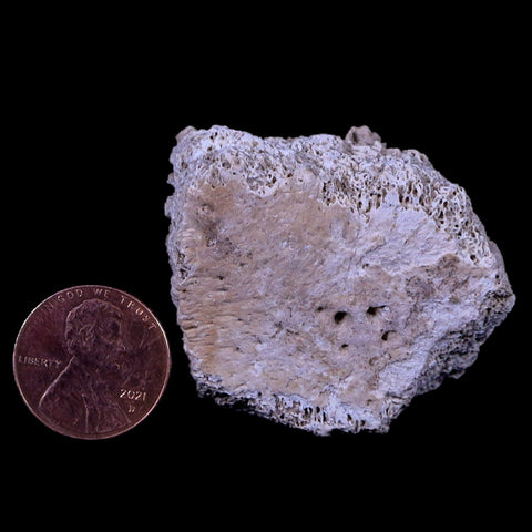 1.7" Glyptodon Fossil Osteoderm Scute Plate Bony Armor Pleistocene Age Uruguay COA - Fossil Age Minerals