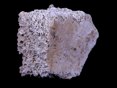 1.7" Glyptodon Fossil Osteoderm Scute Plate Bony Armor Pleistocene Age Uruguay COA - Fossil Age Minerals