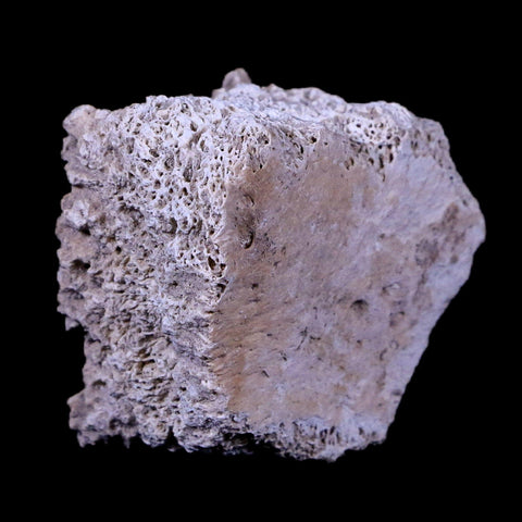 1.7" Glyptodon Fossil Osteoderm Scute Plate Bony Armor Pleistocene Age Uruguay COA - Fossil Age Minerals