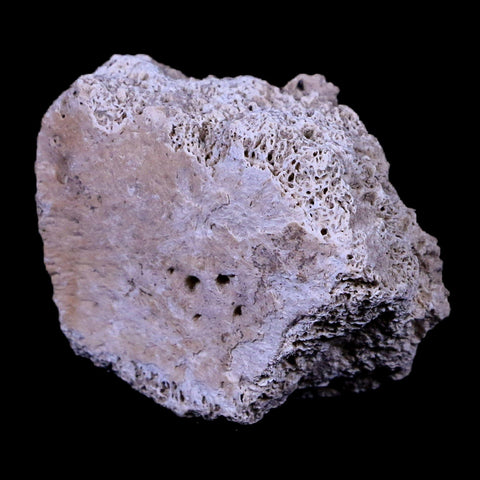 1.7" Glyptodon Fossil Osteoderm Scute Plate Bony Armor Pleistocene Age Uruguay COA - Fossil Age Minerals