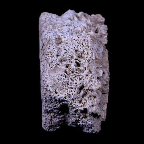 1.7" Glyptodon Fossil Osteoderm Scute Plate Bony Armor Pleistocene Age Uruguay COA - Fossil Age Minerals