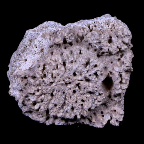 1.7" Glyptodon Fossil Osteoderm Scute Plate Bony Armor Pleistocene Age Uruguay COA - Fossil Age Minerals