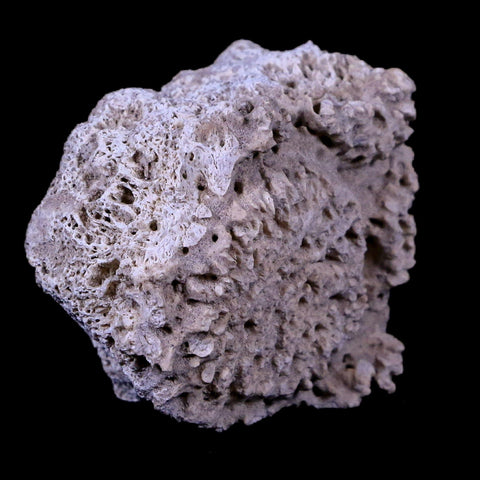 1.7" Glyptodon Fossil Osteoderm Scute Plate Bony Armor Pleistocene Age Uruguay COA - Fossil Age Minerals