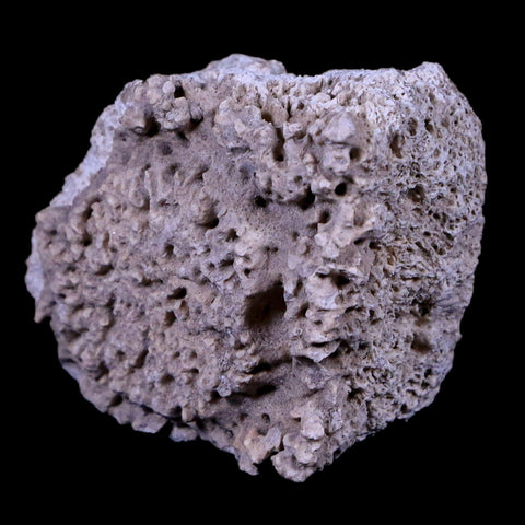 1.7" Glyptodon Fossil Osteoderm Scute Plate Bony Armor Pleistocene Age Uruguay COA - Fossil Age Minerals
