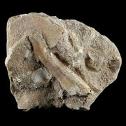 2.3" Fossil Saw Tooth Barb In Matrix Ray Schizorhiza Stromeri Chainsaw Fish Cretaceous