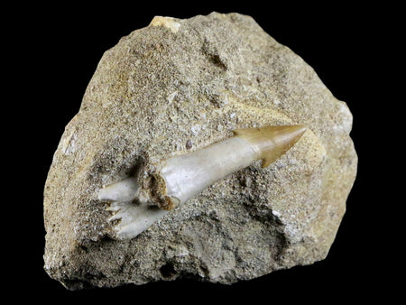 2" Fossil Saw Tooth Barb In Matrix Ray Schizorhiza Stromeri Chainsaw Fish Cretaceous