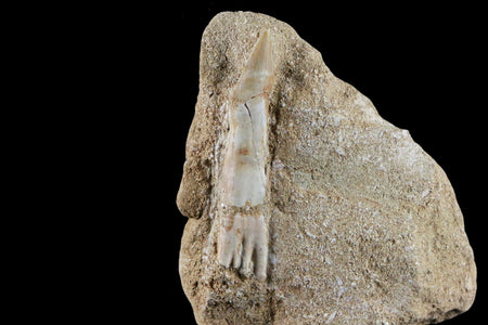 2.1" Fossil Saw Tooth Barb In Matrix Ray Schizorhiza Stromeri Chainsaw Fish Cretaceous