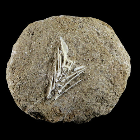 3.8" Saber Toothed Herring Fish Fossil Vertebrae Bones Enchodus Libycus COA