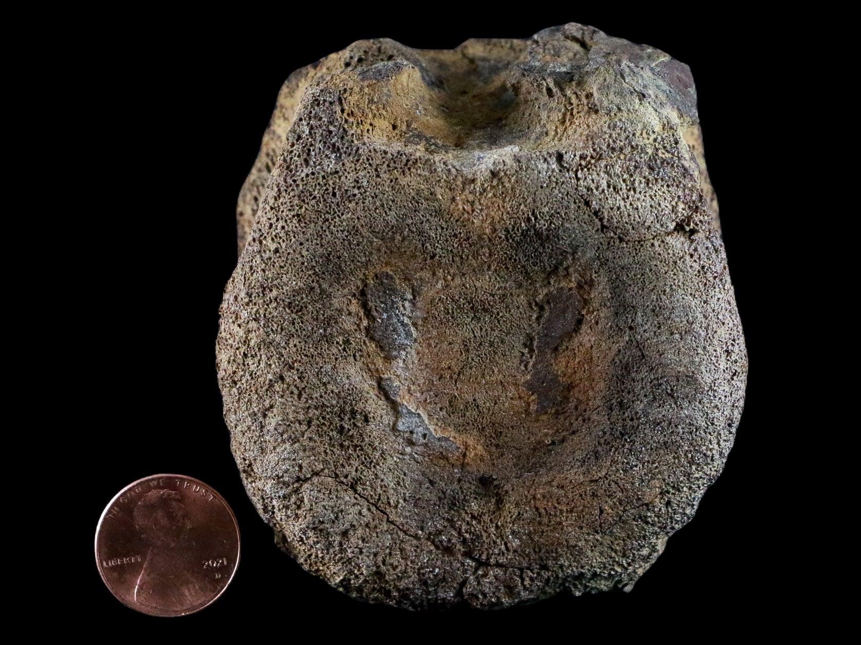 3.1" Edmontosaurus Dinosaur Fossil Tail Caudal Vertebrae Bone Lance Creek WY COA - Fossil Age Minerals