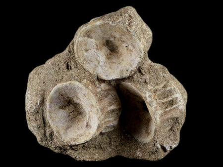 3.7" Saber Toothed Herring Fossil Enchodus Libycus Vertebrae Cretaceous Age COA