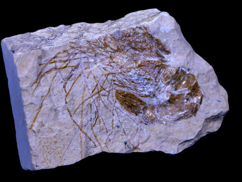 2.1" Fossil Shrimp Carpopenaeus Cretaceous Age 100 Mil Yrs Old Lebanon COA - Fossil Age Minerals