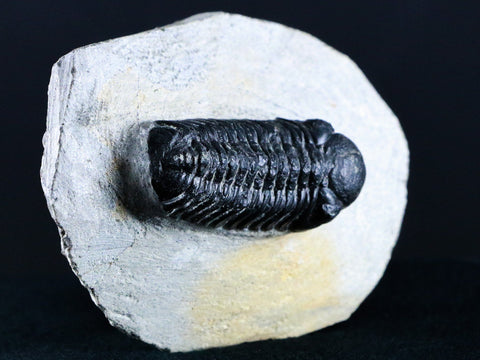 2.1" Boeckops Stelcki Trilobite Fossil Devonian Morocco 400 Mil Yrs Old Arthropod - Fossil Age Minerals