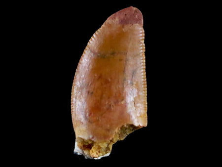 0.6" Abelisaur Serrated Tooth Fossil Cretaceous Age Dinosaur Morocco COA, Display