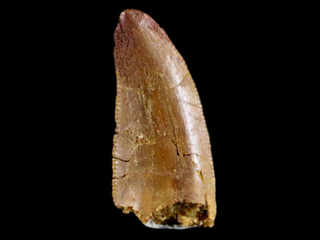 0.7" Abelisaur Serrated Tooth Fossil Cretaceous Age Dinosaur Morococo COA, Display
