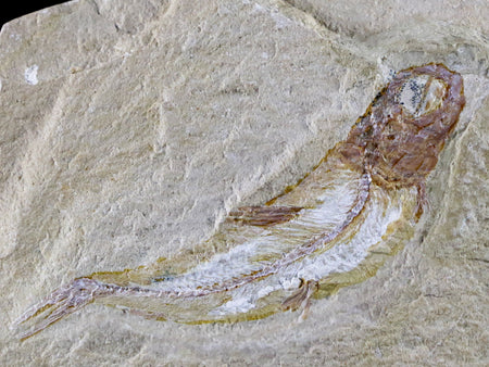 2.3" Scombroclupea Fossil Fish Plate Cretaceous Dinosaur Age Lebanon COA