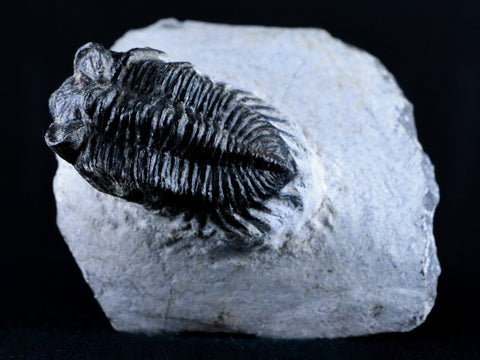 1.9" Coltraenia Oufatenensis Trilobite Fossil Devonian Morocco 400 Mil Yrs Old COA - Fossil Age Minerals