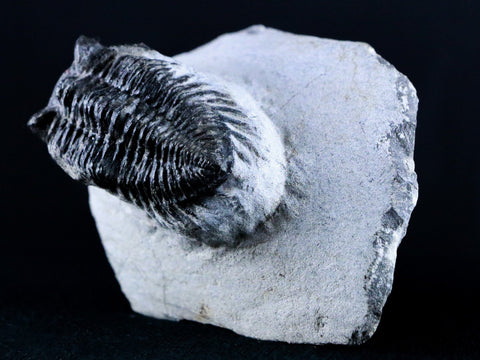 1.9" Coltraenia Oufatenensis Trilobite Fossil Devonian Morocco 400 Mil Yrs Old COA - Fossil Age Minerals