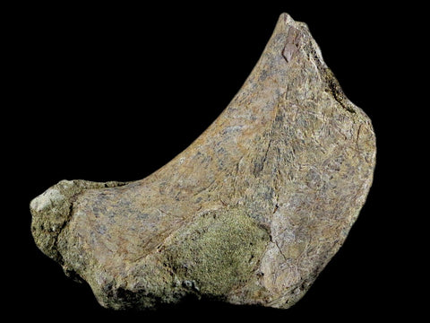 3.9" Edmontosaurus Fossil Ischium Bone Lance Creek WY Cretaceous Dinosaur COA - Fossil Age Minerals