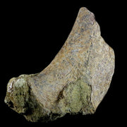3.9" Edmontosaurus Fossil Ischium Bone Lance Creek WY Cretaceous Dinosaur COA