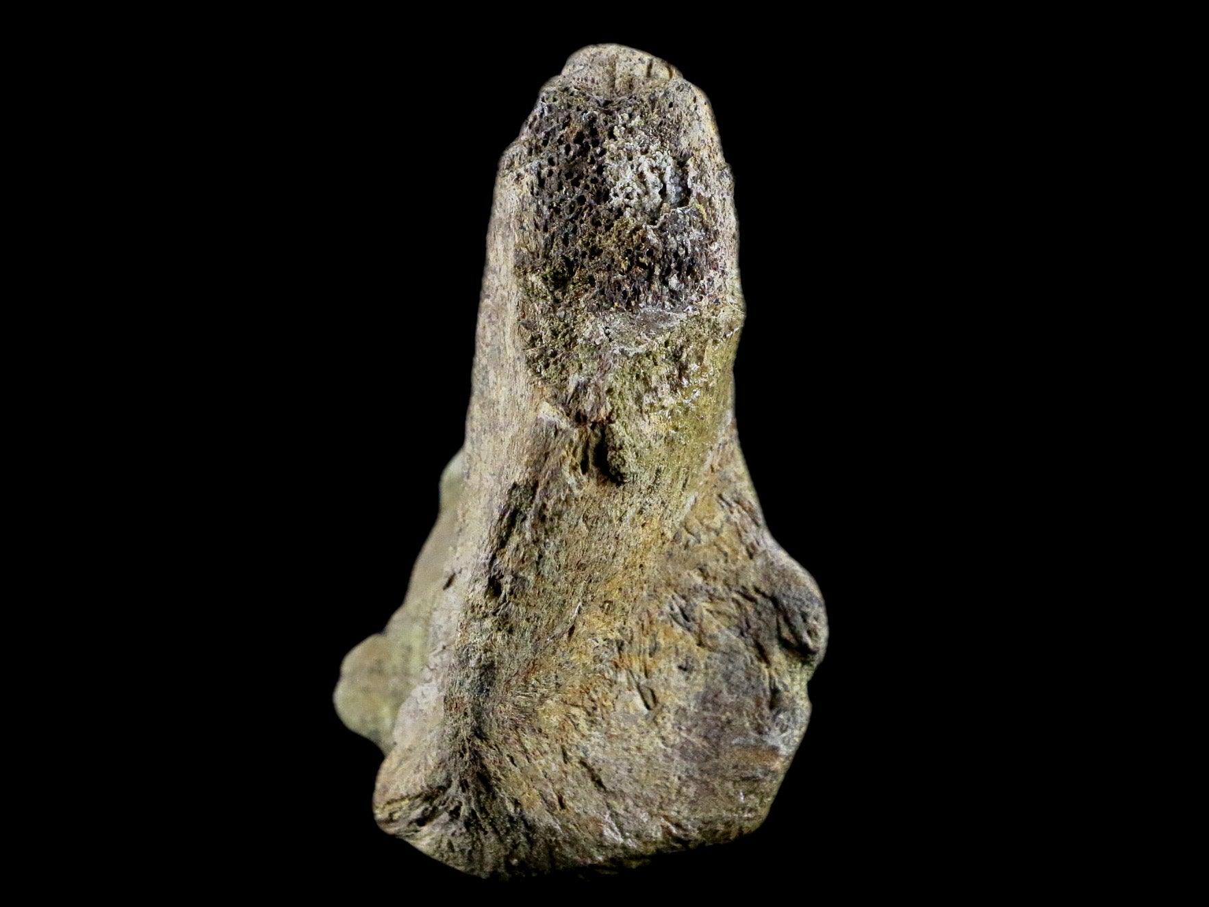 3.9" Edmontosaurus Fossil Ischium Bone Lance Creek WY Cretaceous Dinosaur COA - Fossil Age Minerals