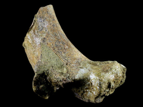 3.9" Edmontosaurus Fossil Ischium Bone Lance Creek WY Cretaceous Dinosaur COA - Fossil Age Minerals