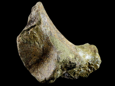 3.9" Edmontosaurus Fossil Ischium Bone Lance Creek WY Cretaceous Dinosaur COA - Fossil Age Minerals