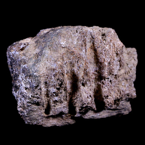 2.3" Edmontosaurus Fossil Jaw Maxilla Bone Lance Creek Cretaceous Dinosaur WY COA - Fossil Age Minerals