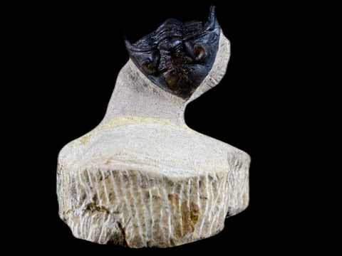 1.9" Metacanthina Issoumourensis Trilobite Fossil Devonian Age Glass Display COA - Fossil Age Minerals