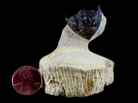 1.9" Metacanthina Issoumourensis Trilobite Fossil Devonian Age Glass Display COA - Fossil Age Minerals