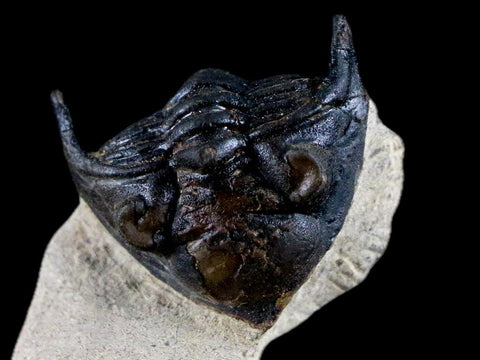 1.9" Metacanthina Issoumourensis Trilobite Fossil Devonian Age Glass Display COA - Fossil Age Minerals