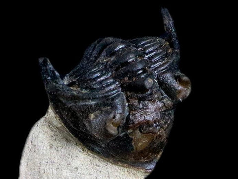 1.9" Metacanthina Issoumourensis Trilobite Fossil Devonian Age Glass Display COA - Fossil Age Minerals