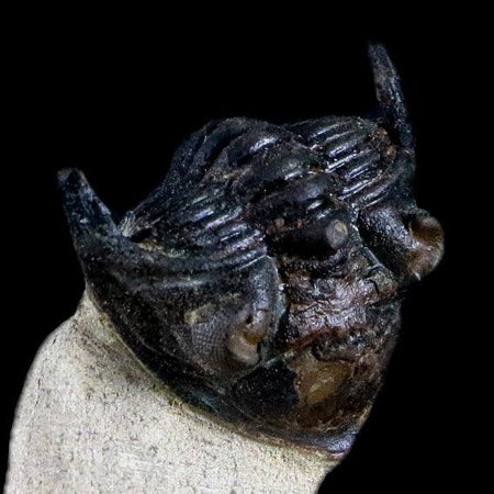 1.9" Metacanthina Issoumourensis Trilobite Fossil Devonian Age Glass Display COA