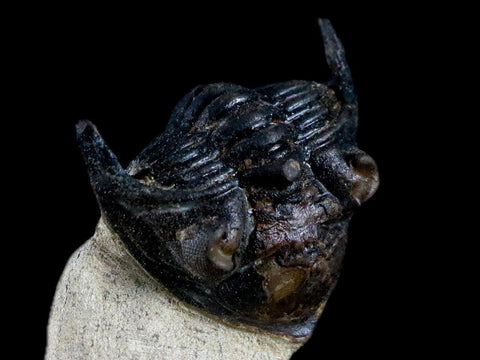 1.9" Metacanthina Issoumourensis Trilobite Fossil Devonian Age Glass Display COA - Fossil Age Minerals