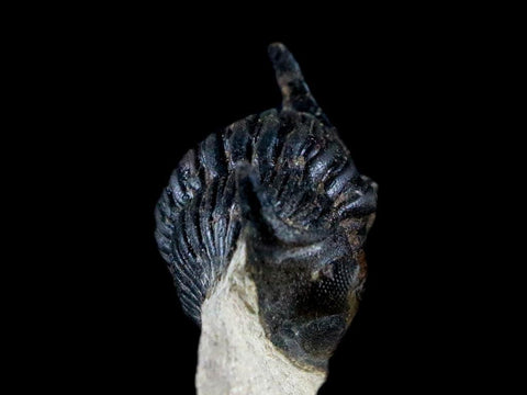 1.9" Metacanthina Issoumourensis Trilobite Fossil Devonian Age Glass Display COA - Fossil Age Minerals