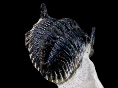1.9" Metacanthina Issoumourensis Trilobite Fossil Devonian Age Glass Display COA - Fossil Age Minerals