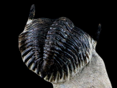 1.9" Metacanthina Issoumourensis Trilobite Fossil Devonian Age Glass Display COA - Fossil Age Minerals