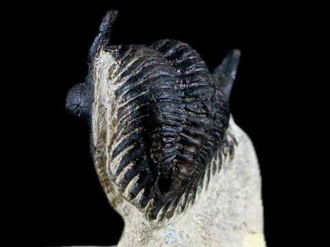 1.9" Metacanthina Issoumourensis Trilobite Fossil Devonian Age Glass Display COA - Fossil Age Minerals