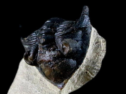 1.9" Metacanthina Issoumourensis Trilobite Fossil Devonian Age Glass Display COA - Fossil Age Minerals