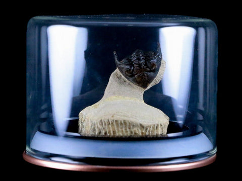 1.9" Metacanthina Issoumourensis Trilobite Fossil Devonian Age Glass Display COA - Fossil Age Minerals