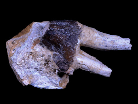 3" Basilosaurus Tooth Rooted 34 Mil Yrs Old Late Eocene COA - Fossil Age Minerals