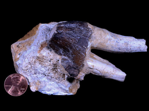 3" Basilosaurus Tooth Rooted 34 Mil Yrs Old Late Eocene COA - Fossil Age Minerals